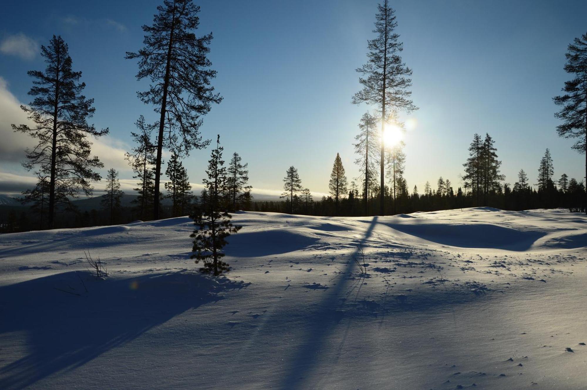 14 - Fulufjellets Nasjonalparker - Natur-, Dyre- Og Fugleopplevelser Trysil Exterior photo