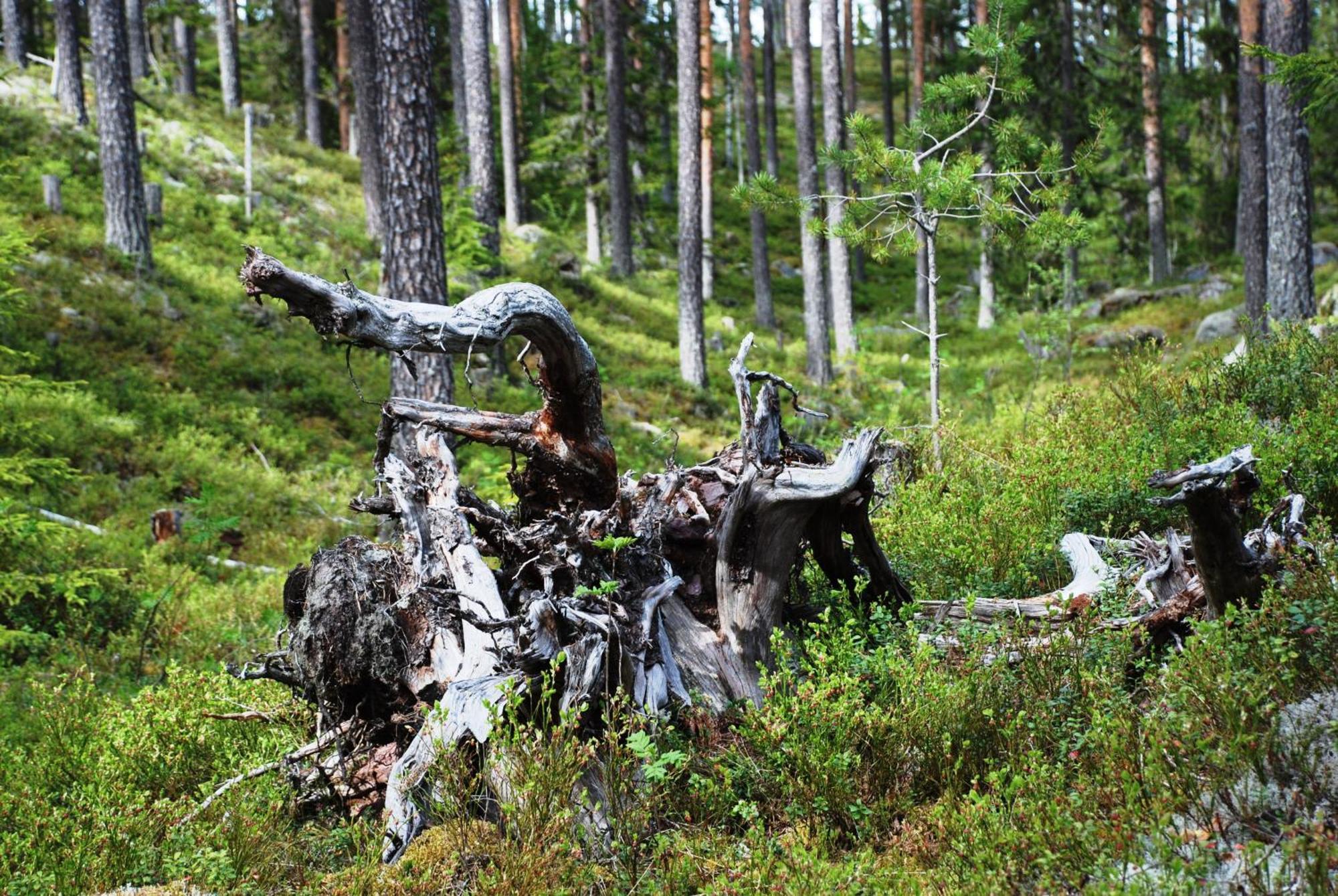 14 - Fulufjellets Nasjonalparker - Natur-, Dyre- Og Fugleopplevelser Trysil Exterior photo