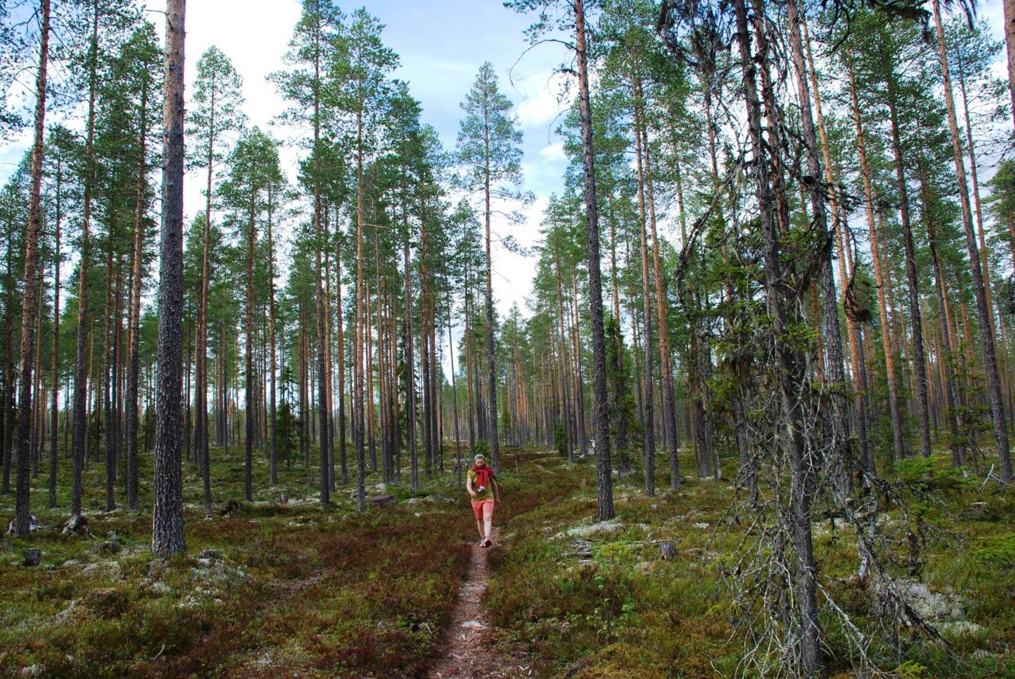 14 - Fulufjellets Nasjonalparker - Natur-, Dyre- Og Fugleopplevelser Trysil Exterior photo