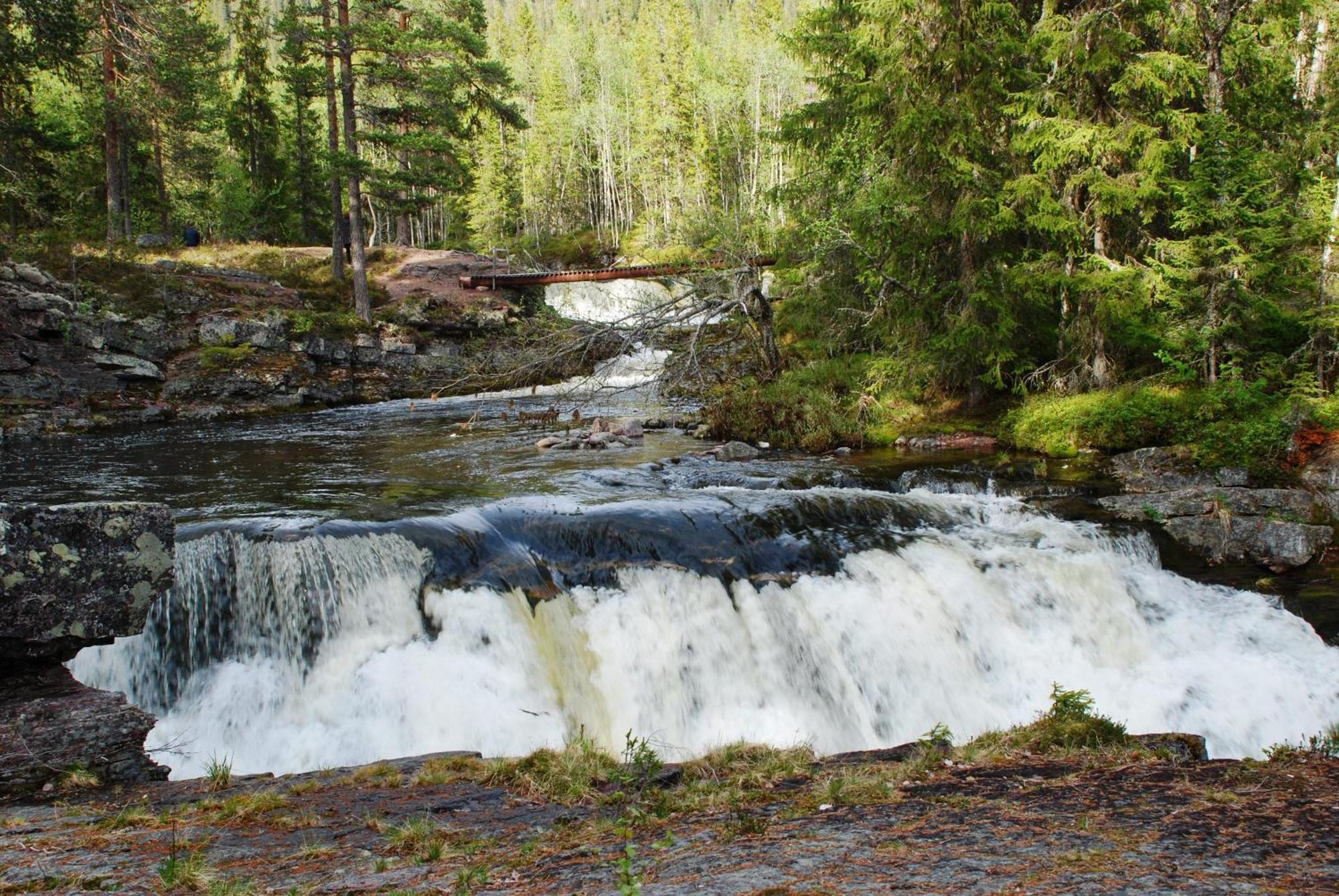 14 - Fulufjellets Nasjonalparker - Natur-, Dyre- Og Fugleopplevelser Trysil Exterior photo